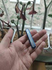 Top D Titanium